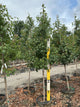 Acer rubrum 'Sun Valley'