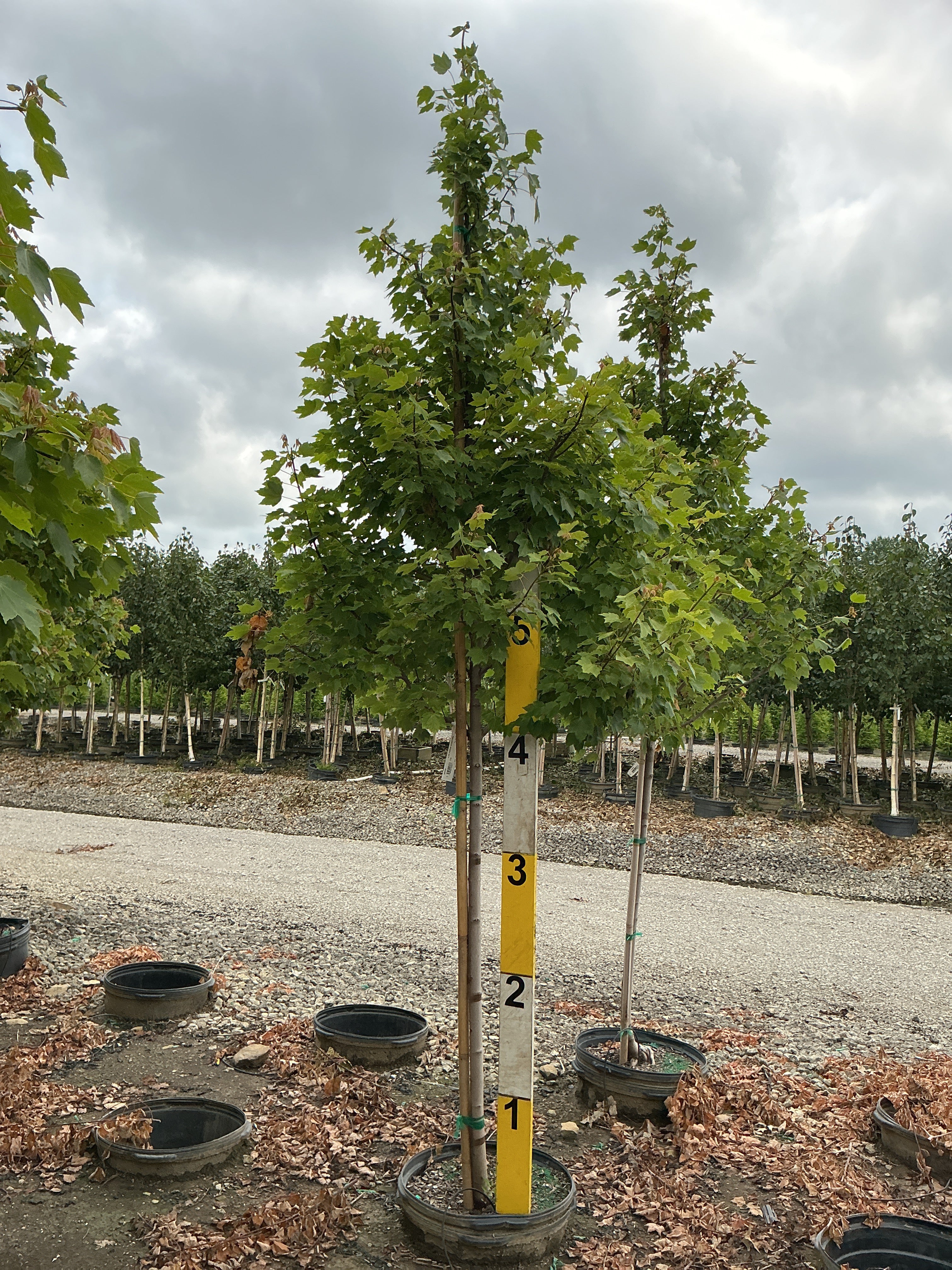 Acer rubrum 'Brandywine'