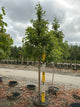Acer rubrum 'Brandywine'