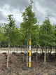Acer x freemanii 'Jeffersred'