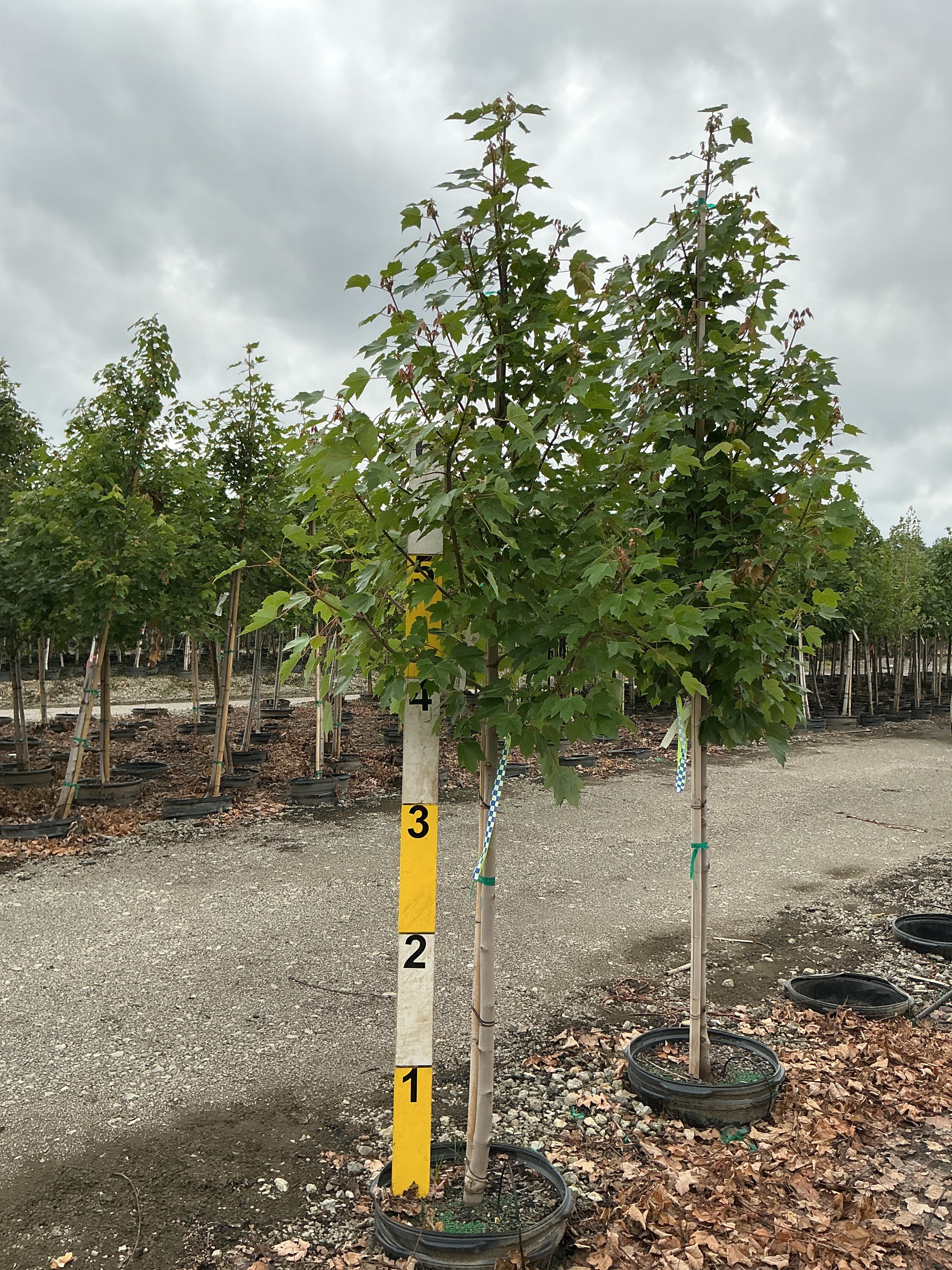 Acer rubrum 'October Glory'