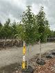 Acer rubrum 'October Glory'