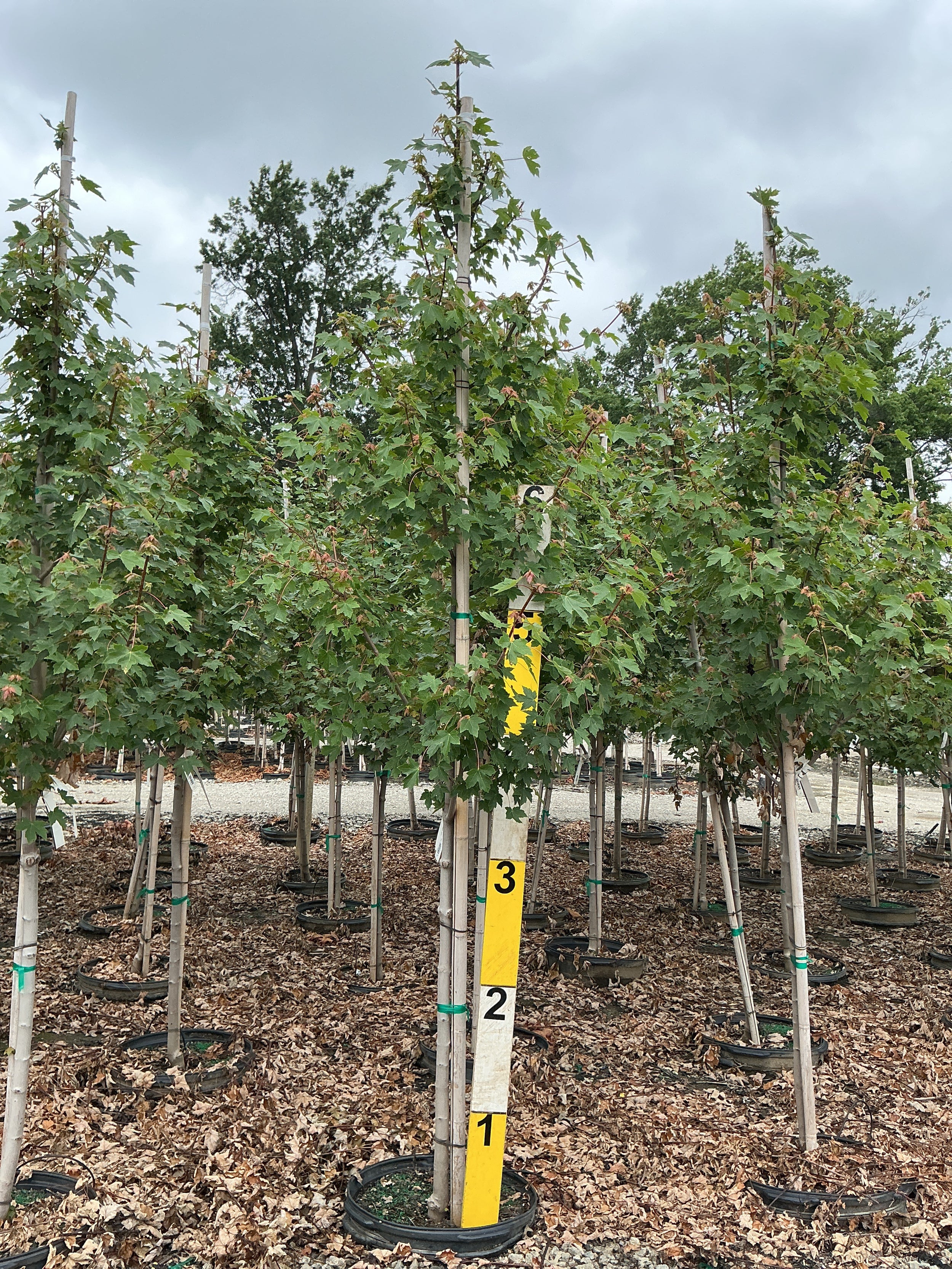 Acer rubrum 'Frank Jr.'