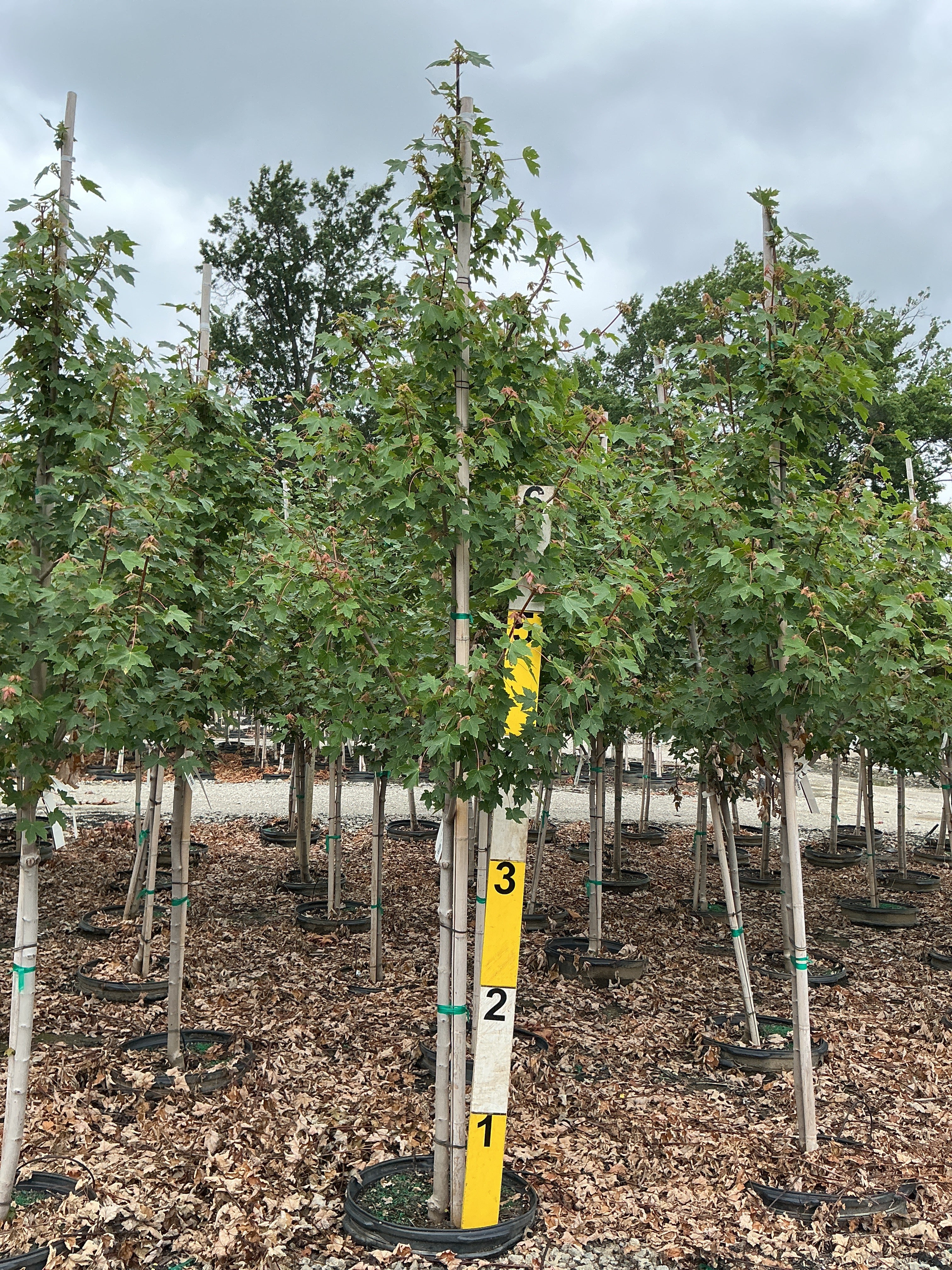 Acer rubrum 'Frank Jr.'