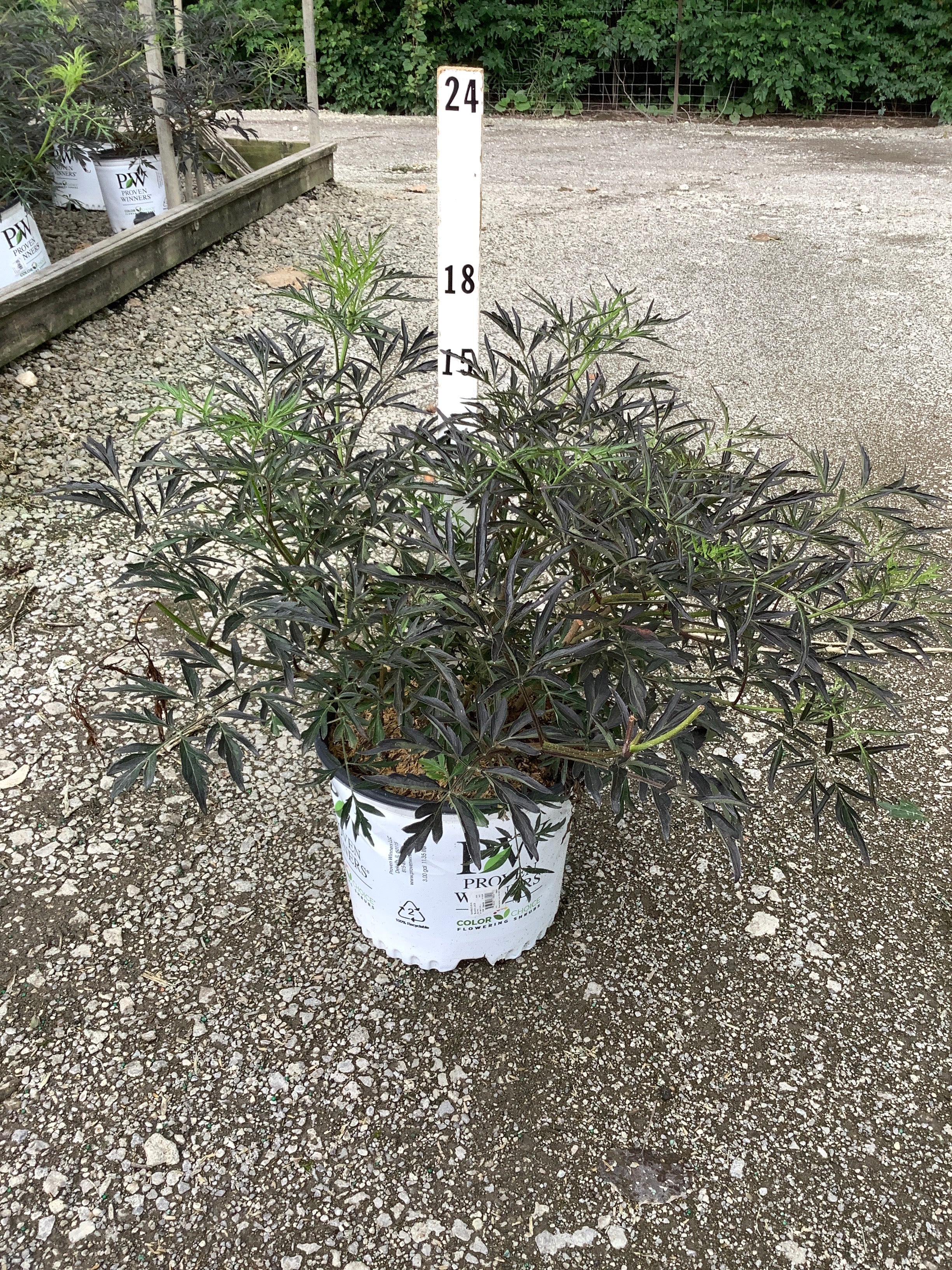 Sambucus nigra 'Eva'