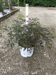 Sambucus nigra 'Eva'