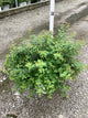 Kolkwitzia 'Jolene Jolene'