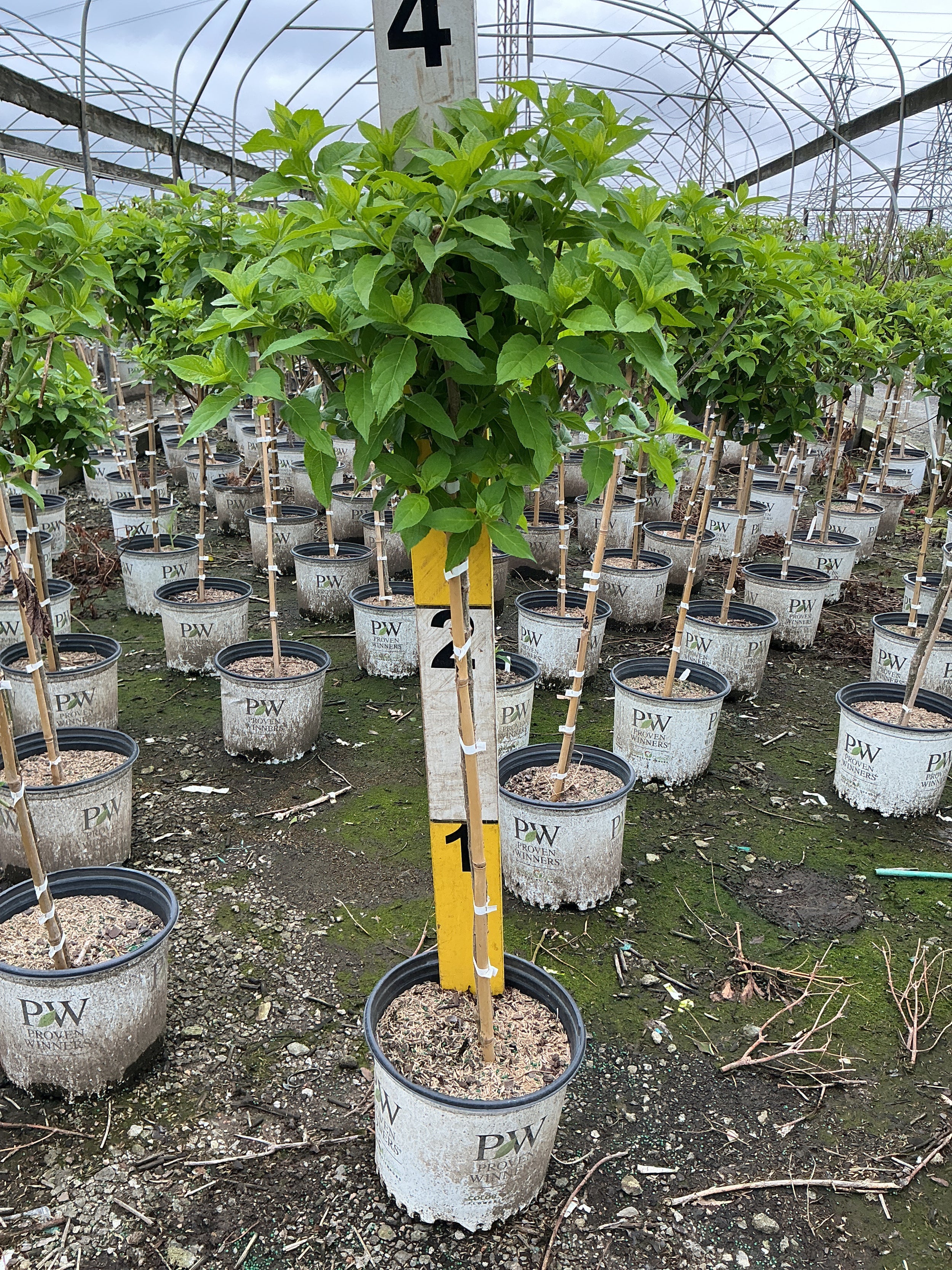 Hydrangea paniculata 'Jane'