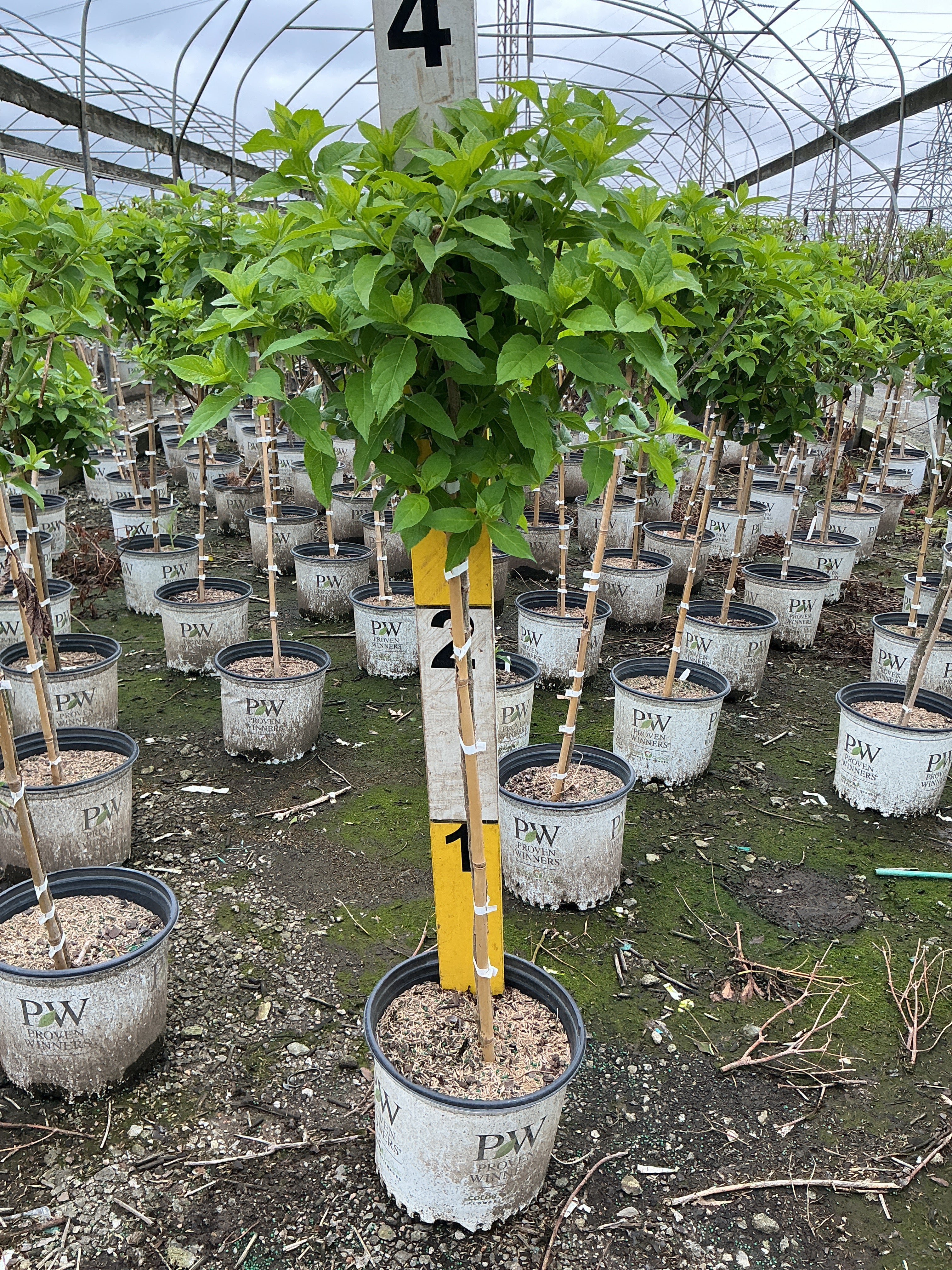 Hydrangea paniculata 'Jane'