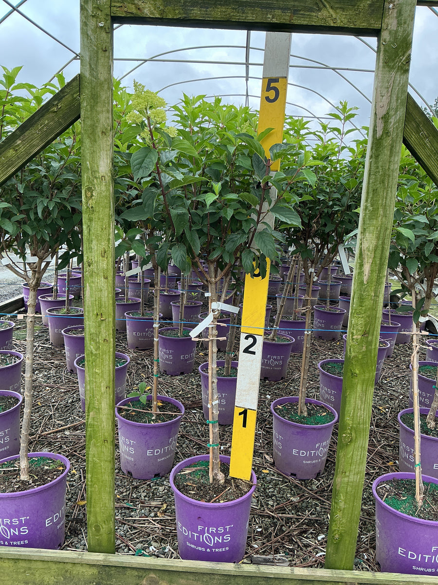 Hydrangea paniculata 'Renhy' â€” G7 18