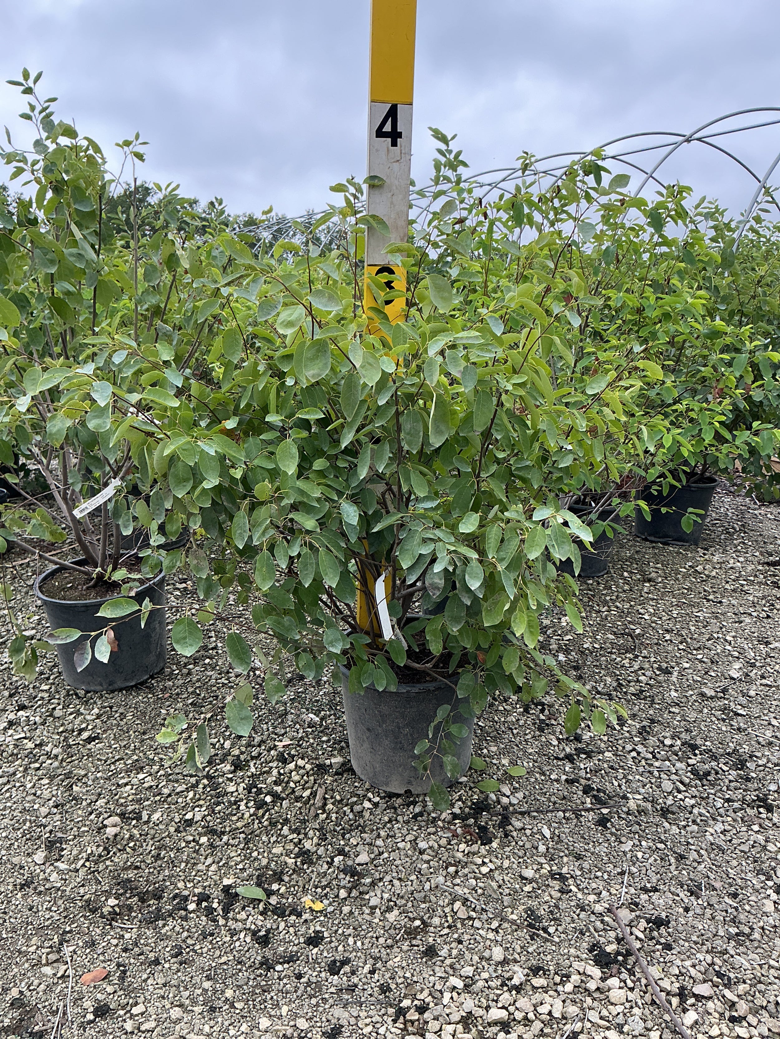 Amelanchier x grandiflora 'Autumn Brilliance'