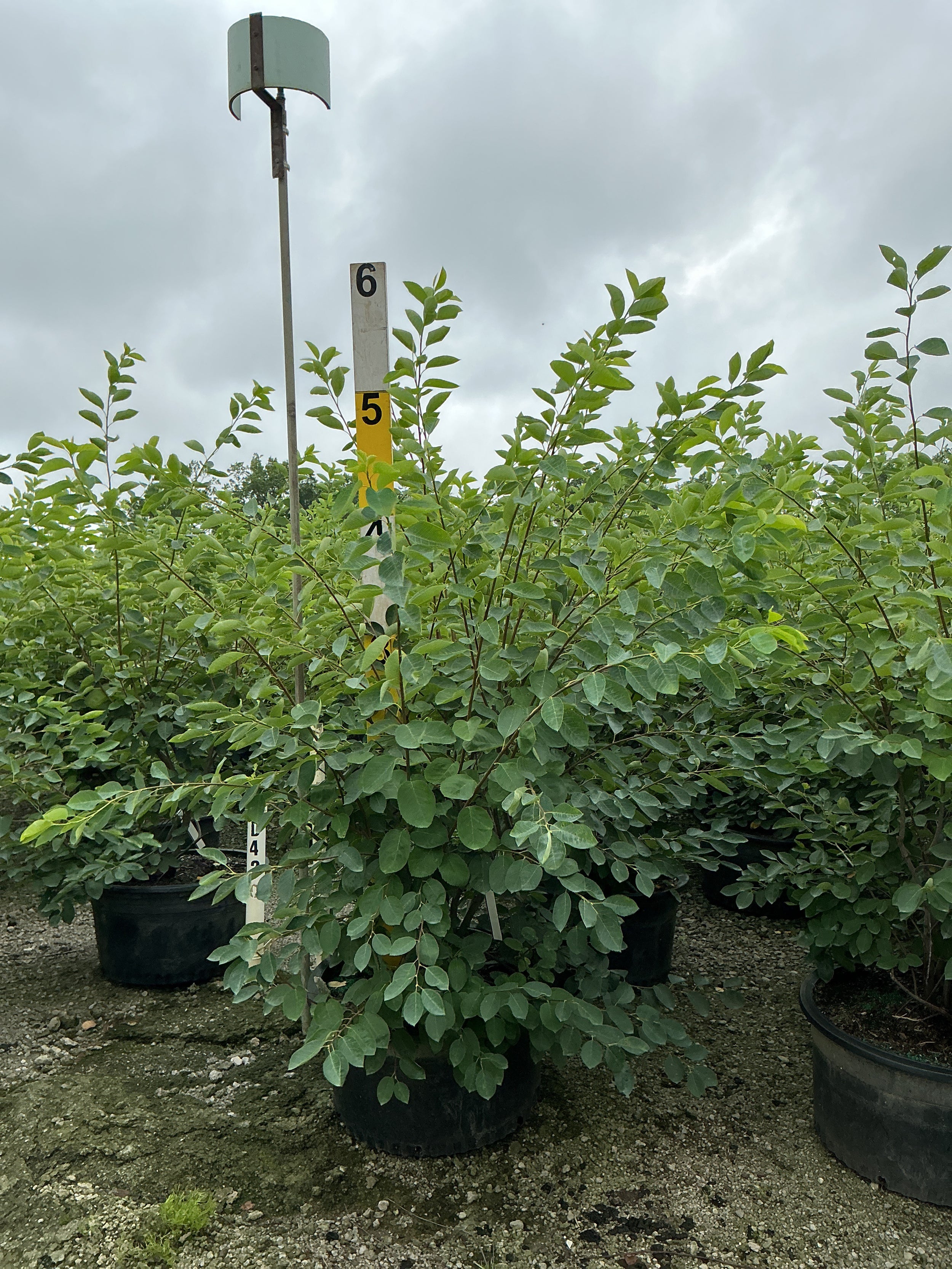 Amelanchier x grandiflora 'Autumn Brilliance'