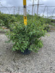 Amelanchier x grandiflora 'Autumn Brilliance'