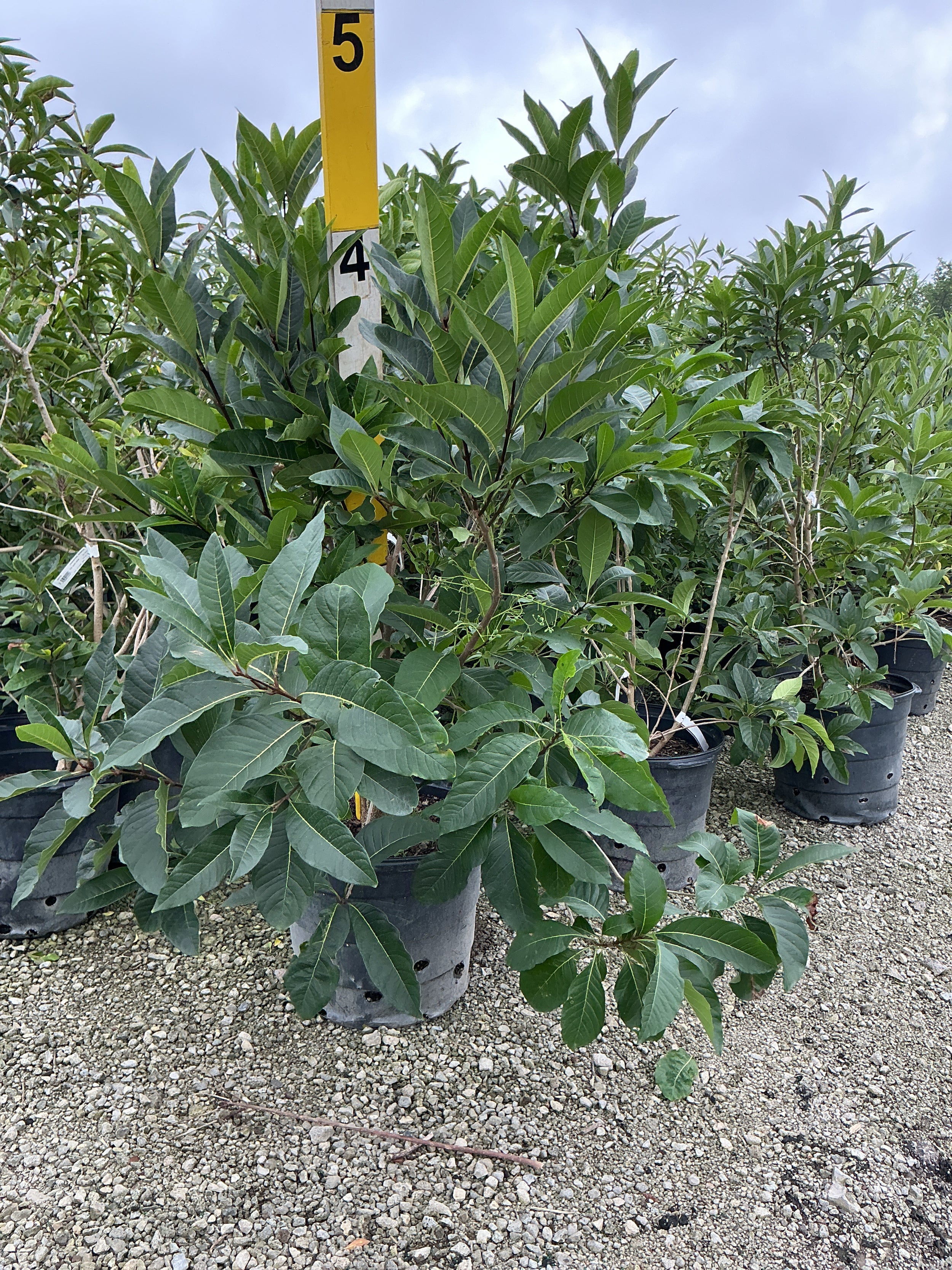 Chionanthus virginicus