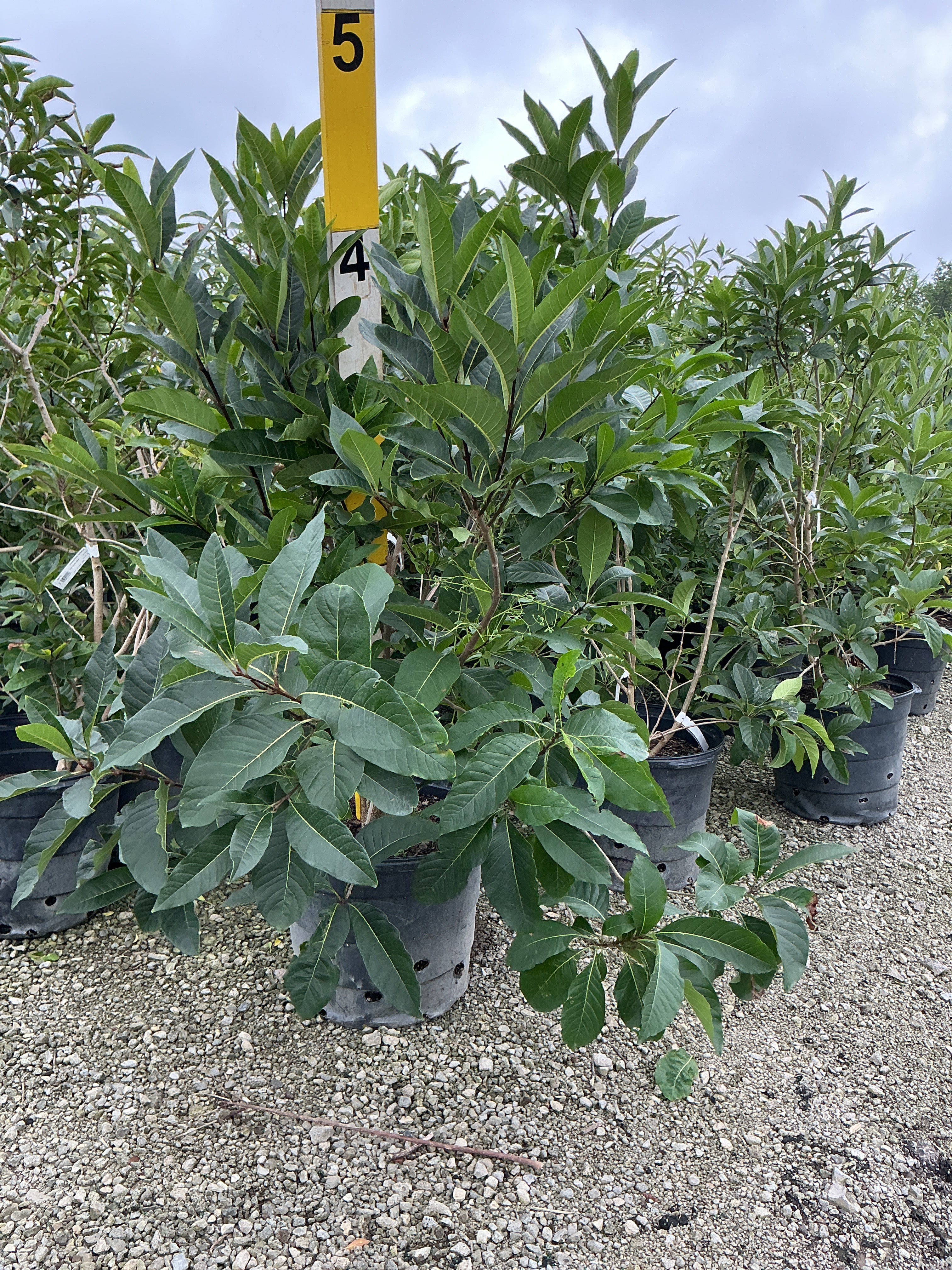 Chionanthus virginicus