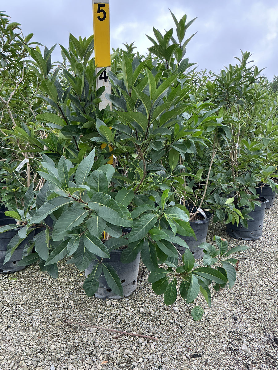 Chionanthus virginicus â€” G15 36