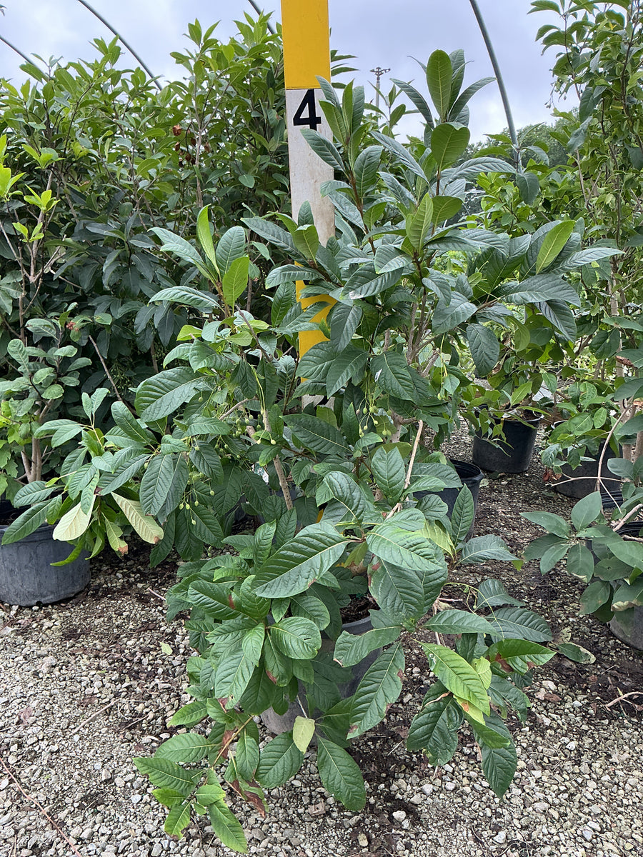 Chionanthus virginicus â€” G7 36