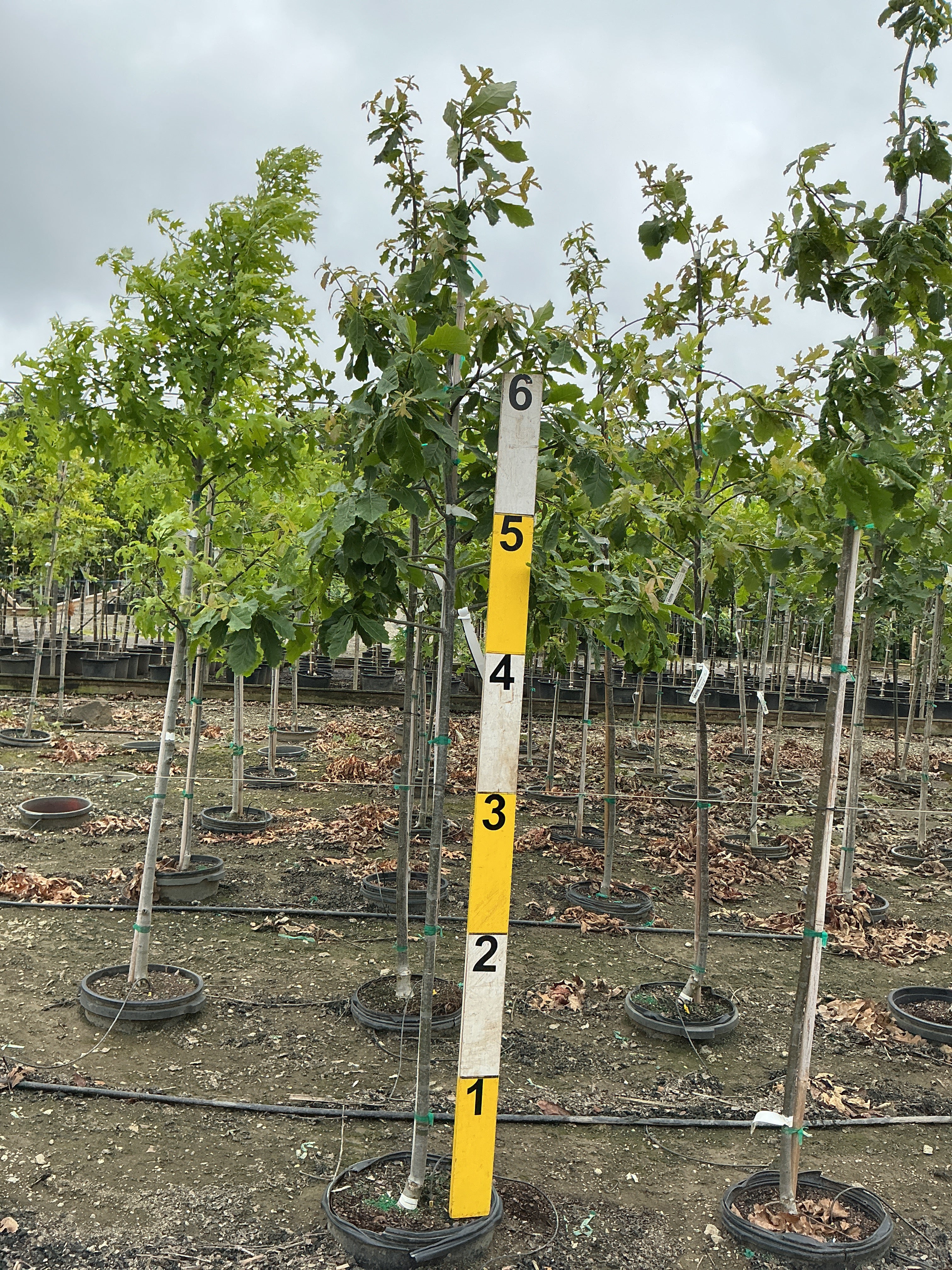 Quercus bicolor
