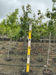 Quercus bicolor