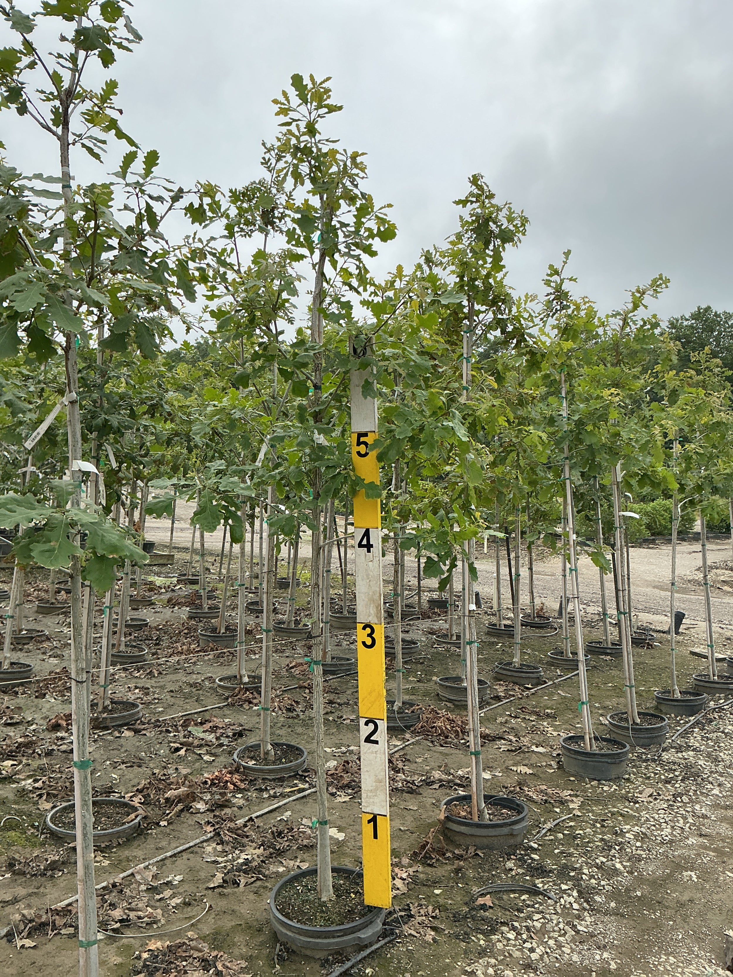 Quercus macrocarpa