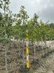 Quercus macrocarpa