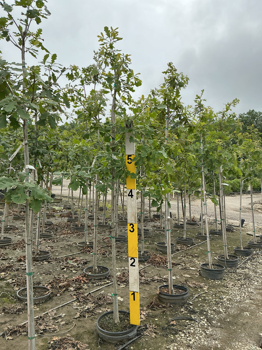 Quercus macrocarpa â€” G7 72