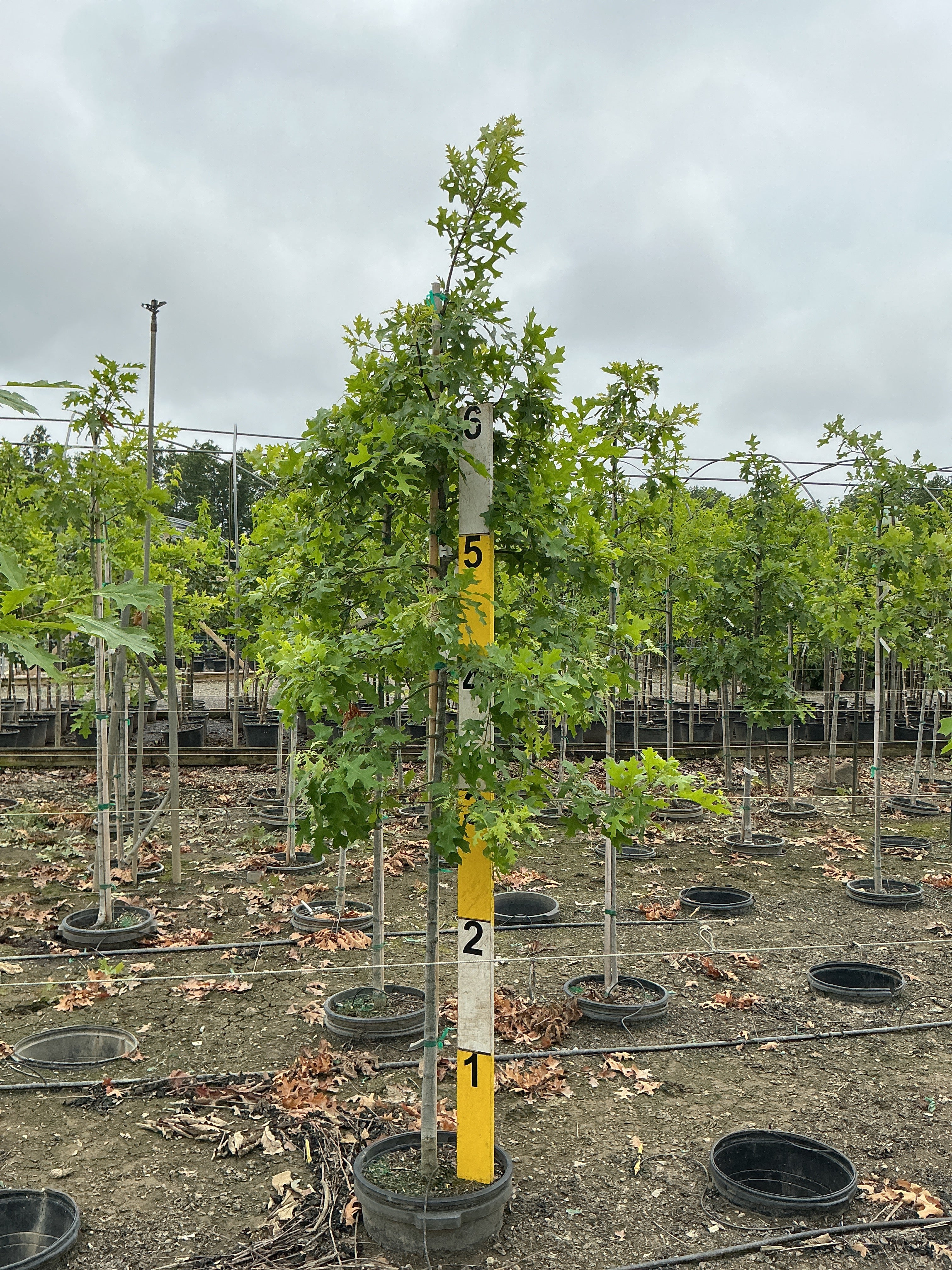 Quercus palustris