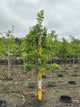 Quercus palustris
