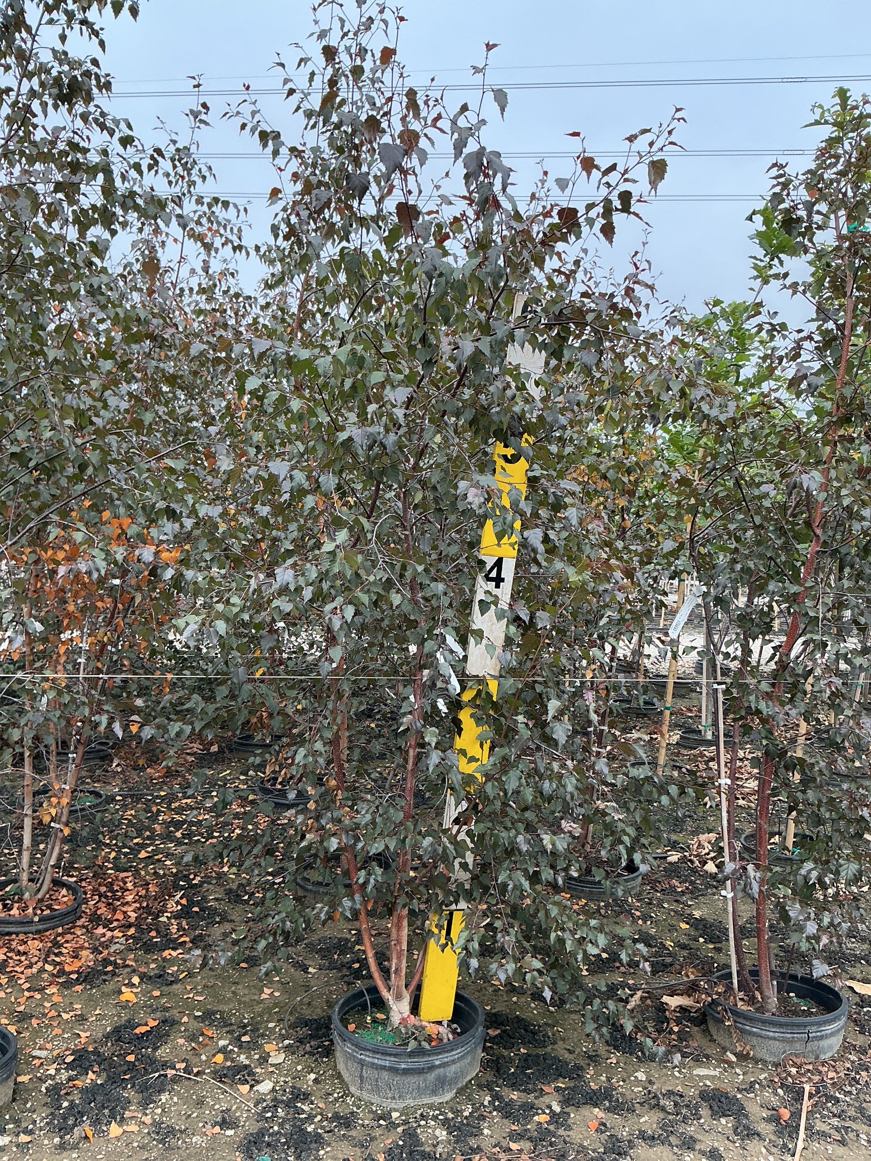 Betula x 'Royal Frost'