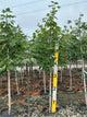 Acer saccharum 'Green Mountain'