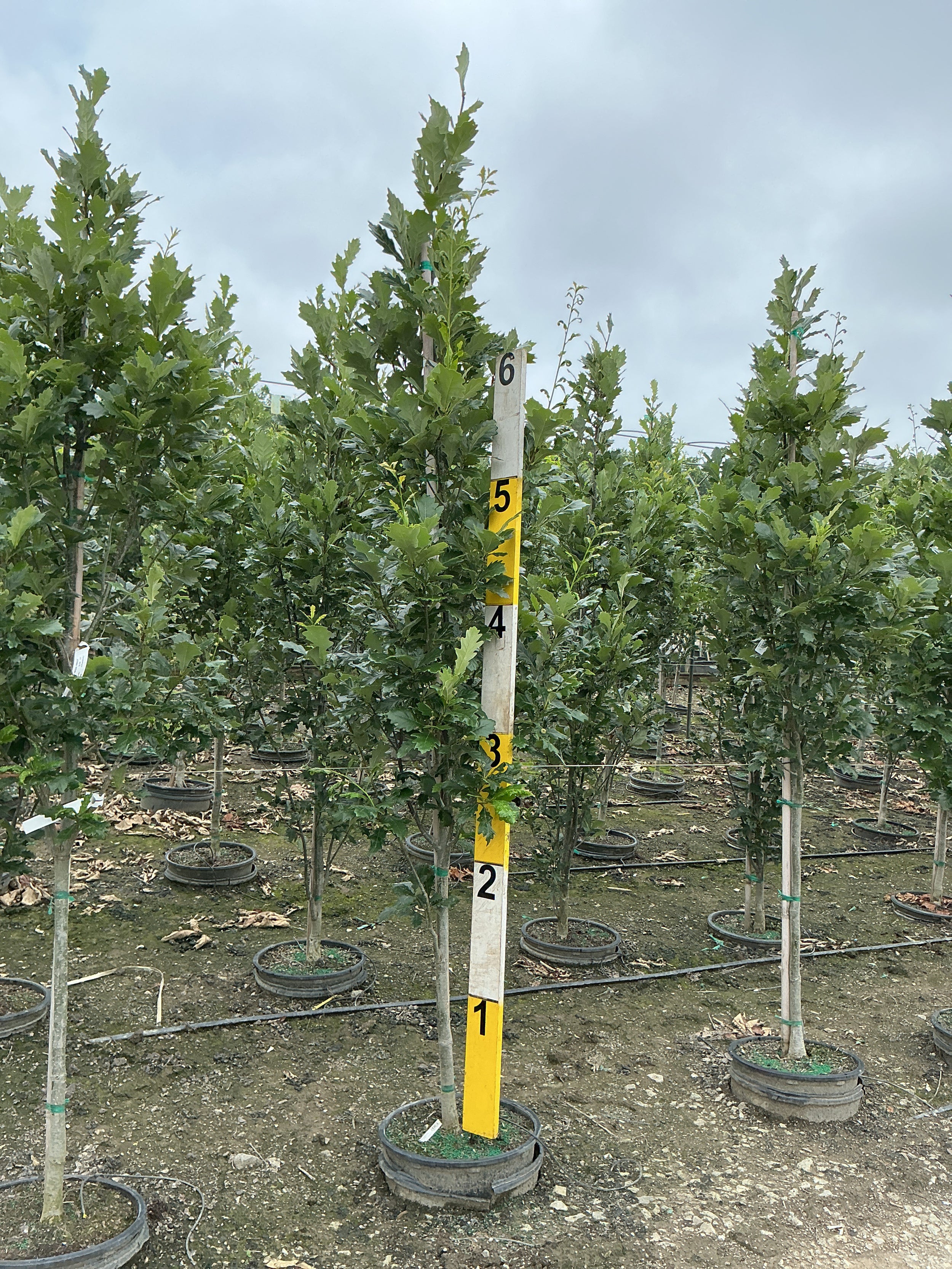 Quercus x bicolor 'Long'