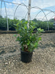 Aronia melanocarpa 'Viking'