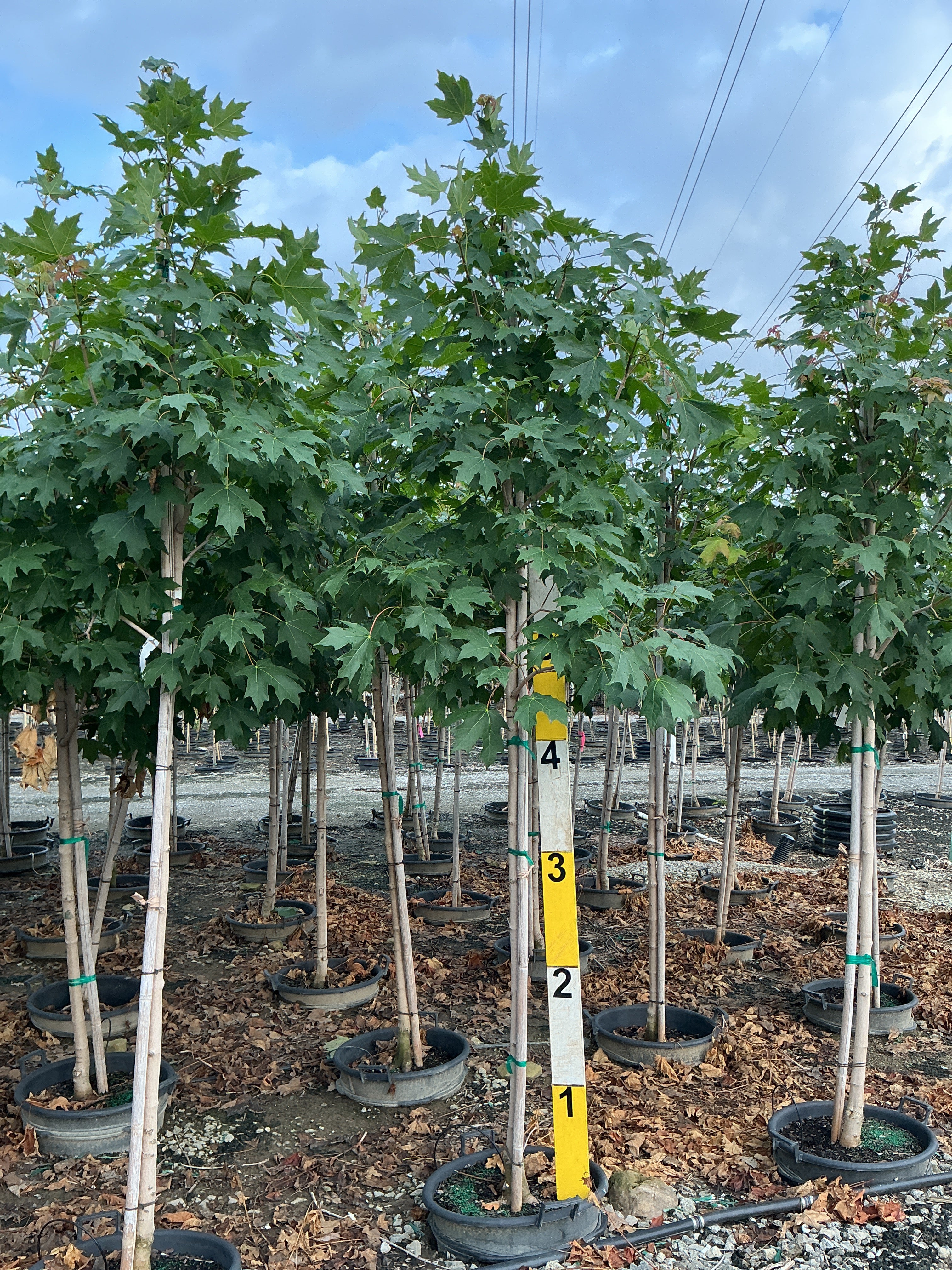 Acer saccharum 'Green Mountain'