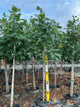 Acer saccharum 'Green Mountain'