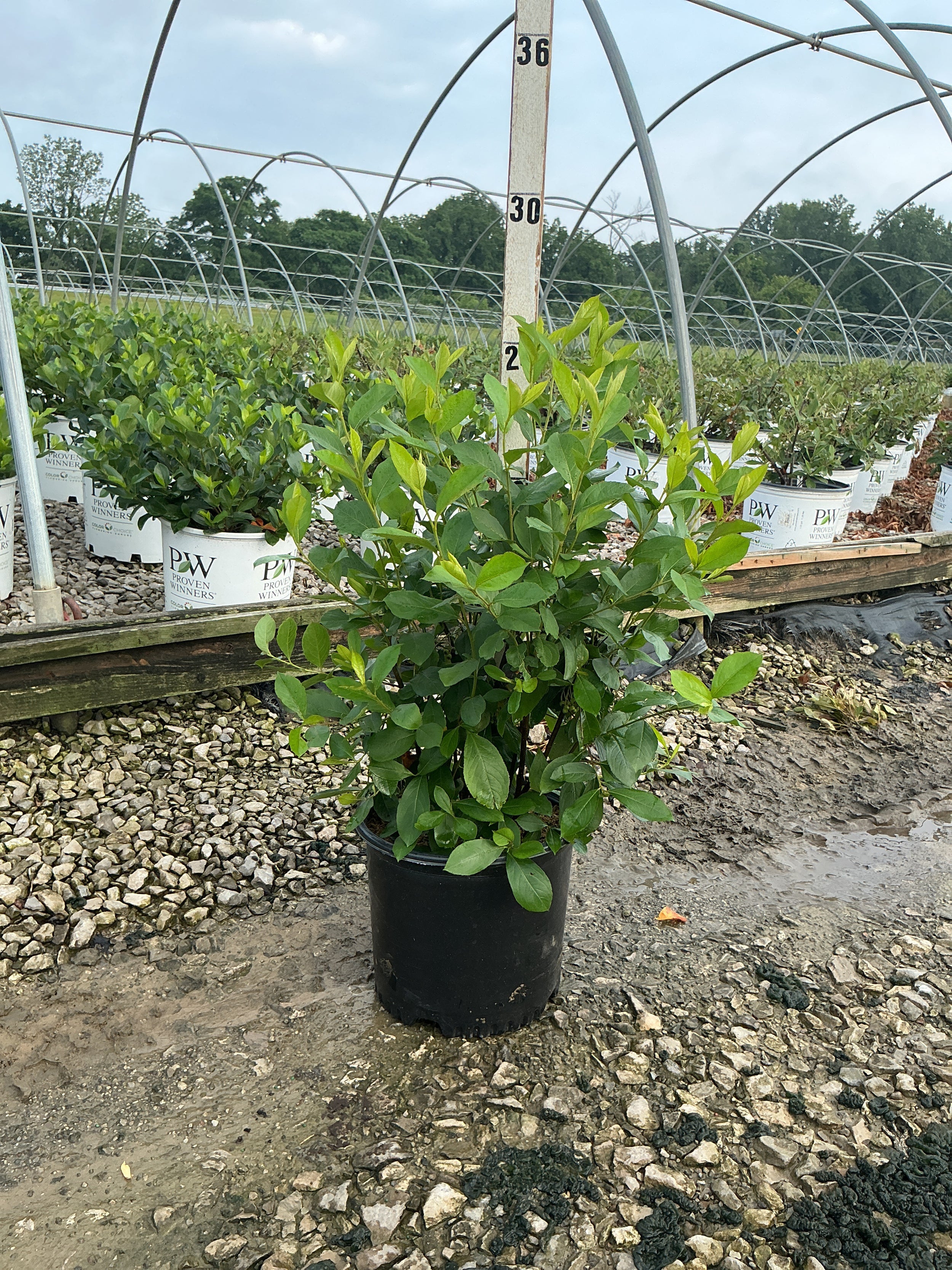 Aronia arbutifolia 'Brilliantissima'