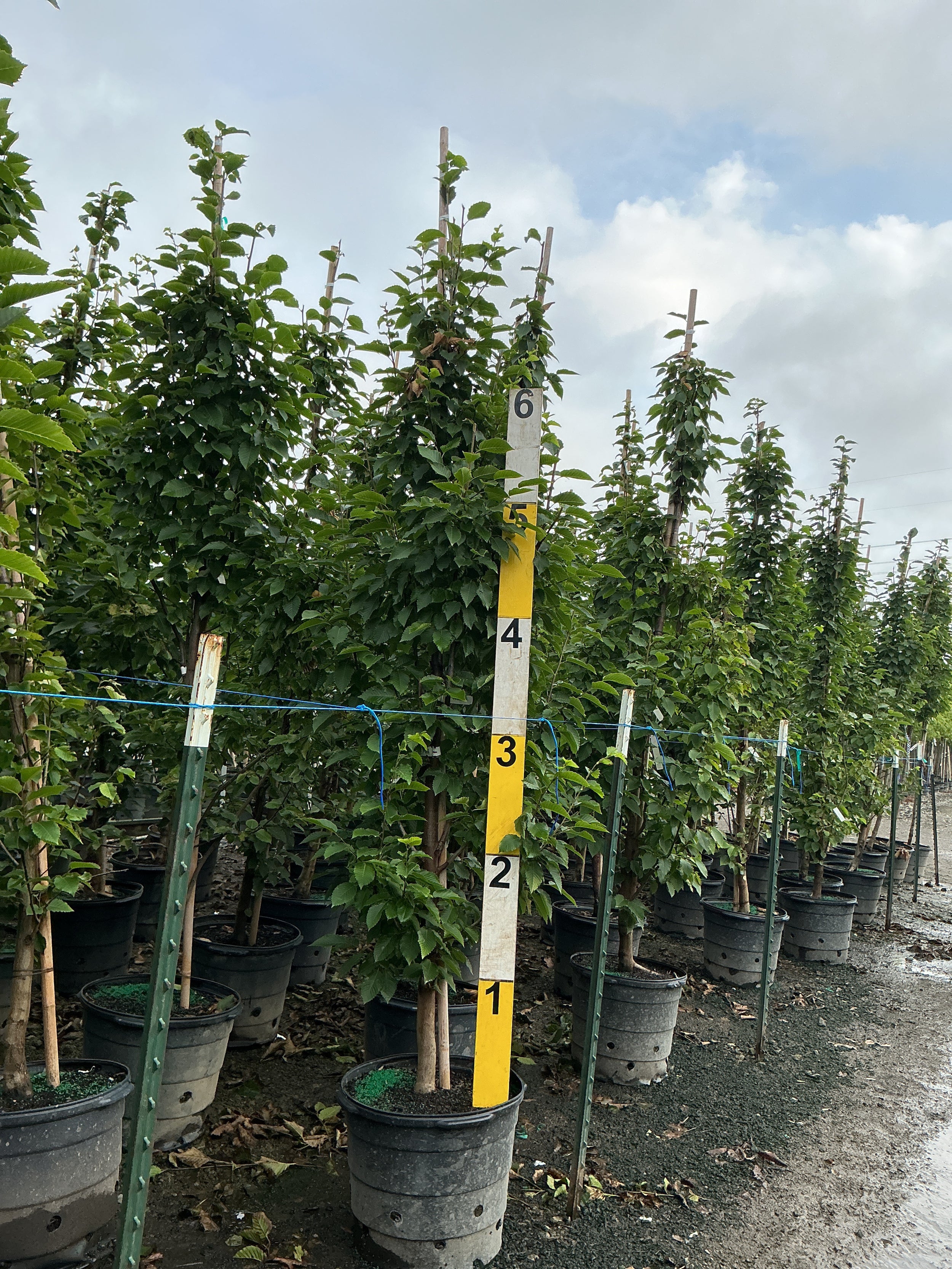 Carpinus betulus 'Emerald Avenue'