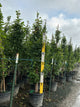 Carpinus betulus 'Emerald Avenue'