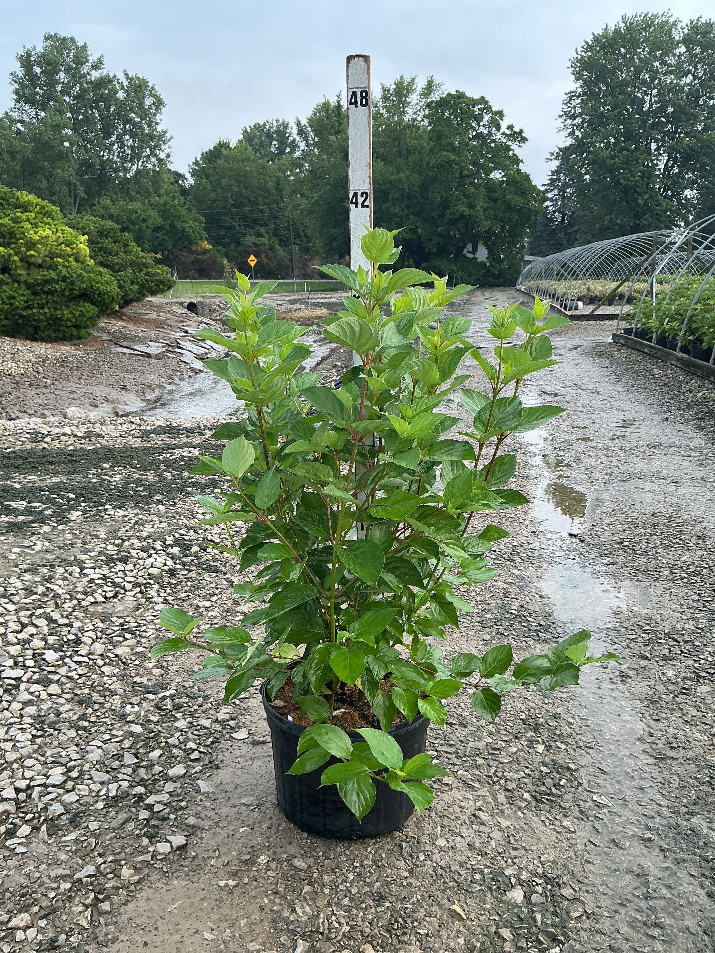 Cornus stolonifera 'Baileyi'