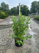 Cornus stolonifera 'Baileyi'