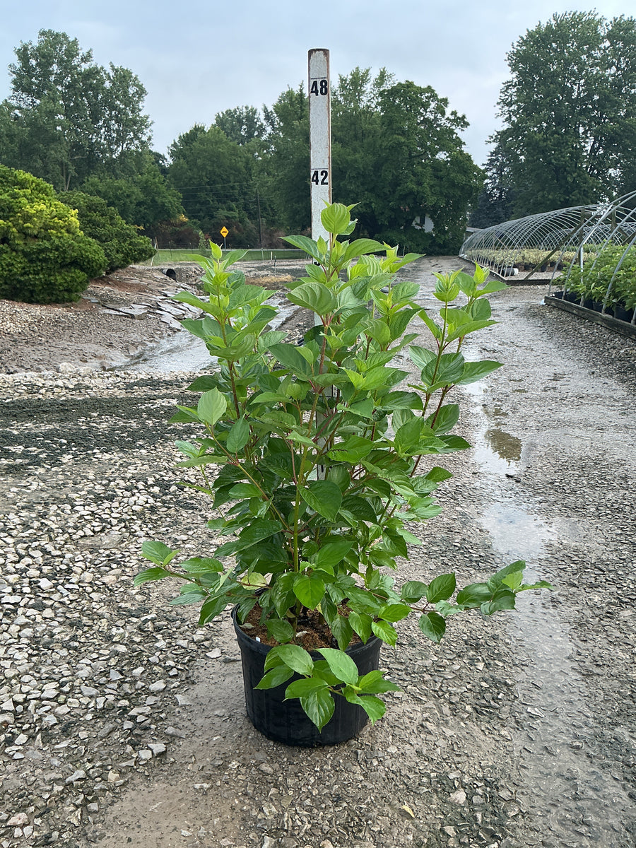 Cornus stolonifera 'Baileyi' â€” G5 36