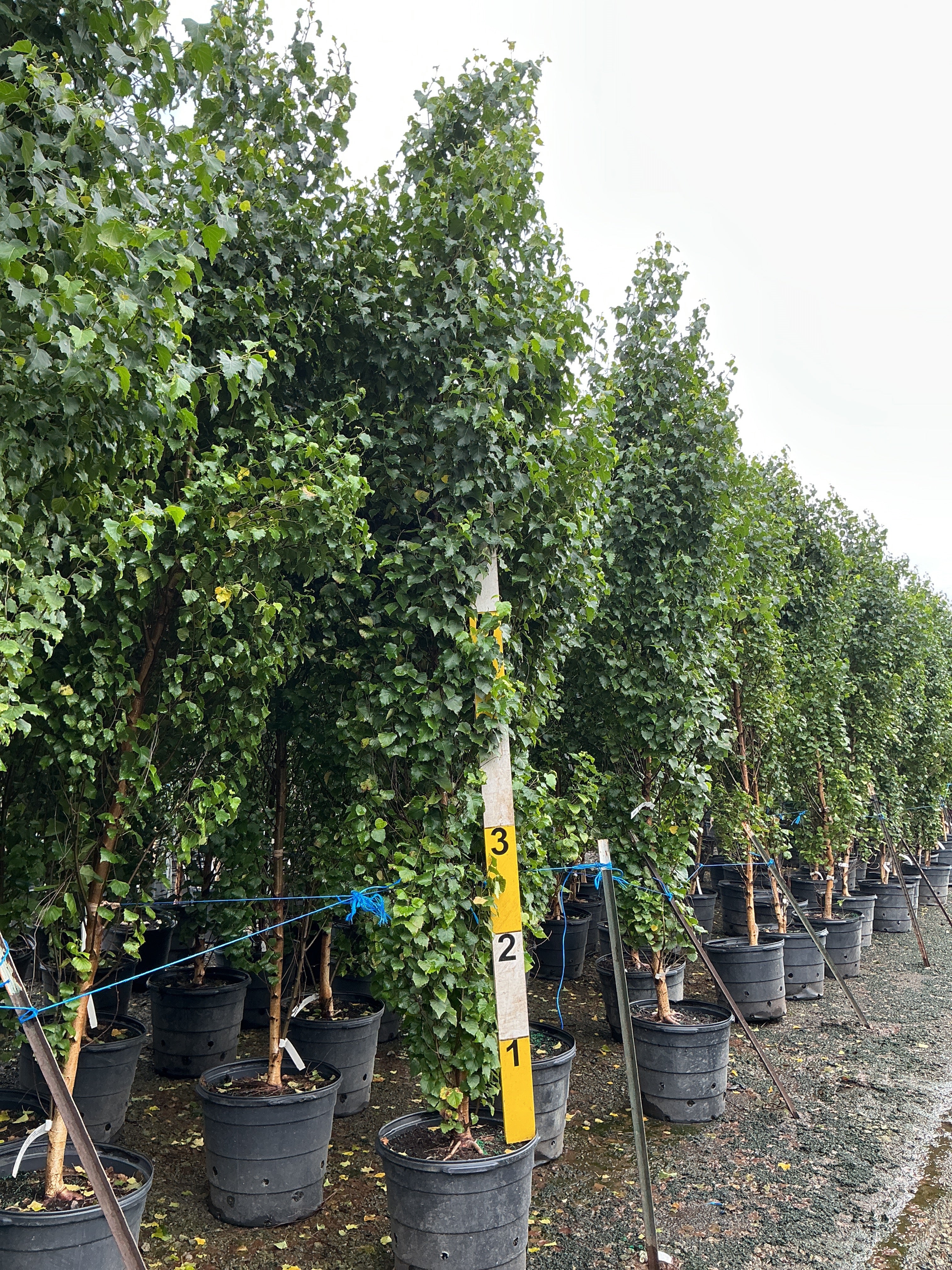 Betula platyphylla 'Parkland Pillar'