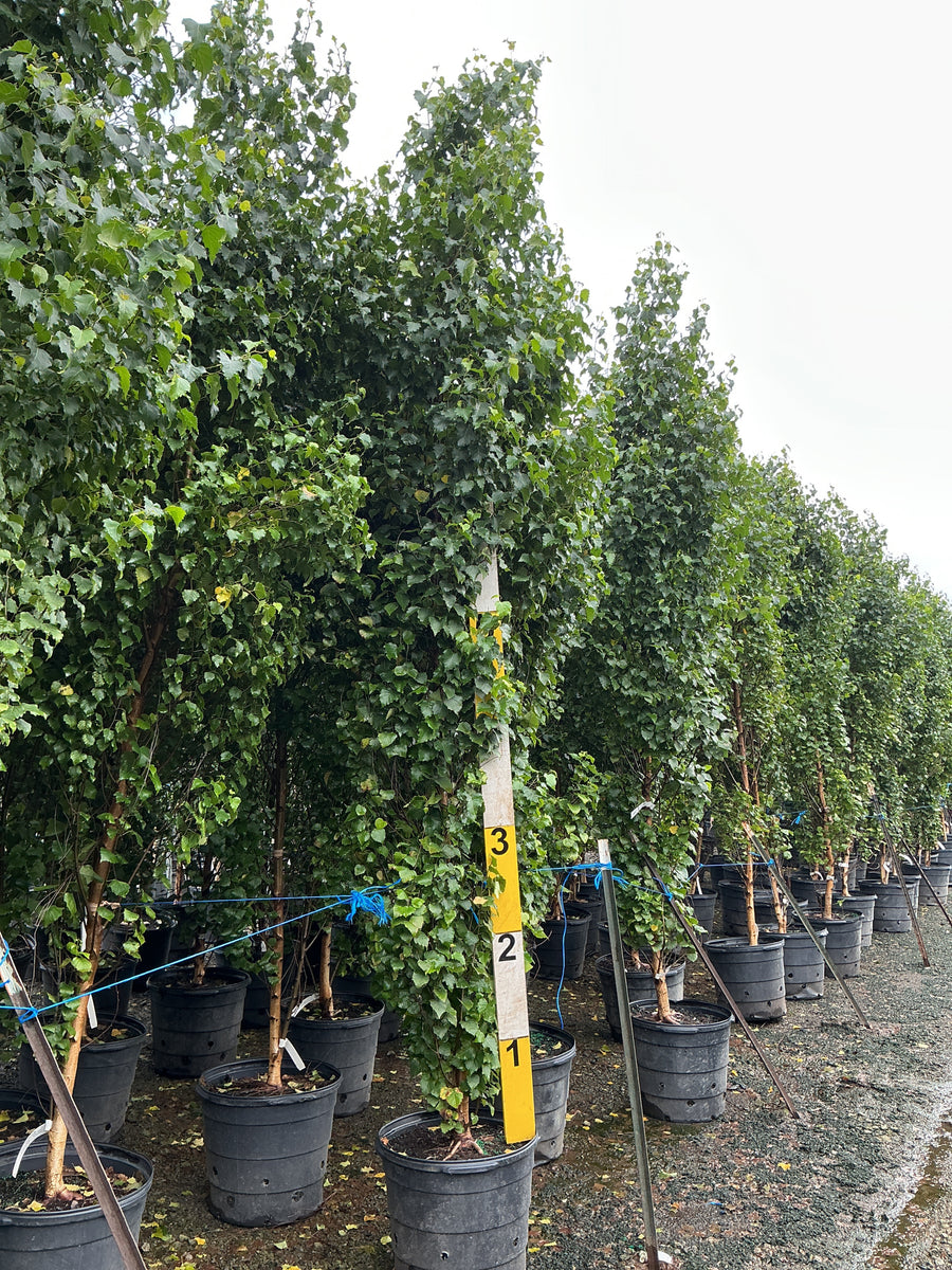 Betula platyphylla 'Parkland Pillar' â€” G15 72