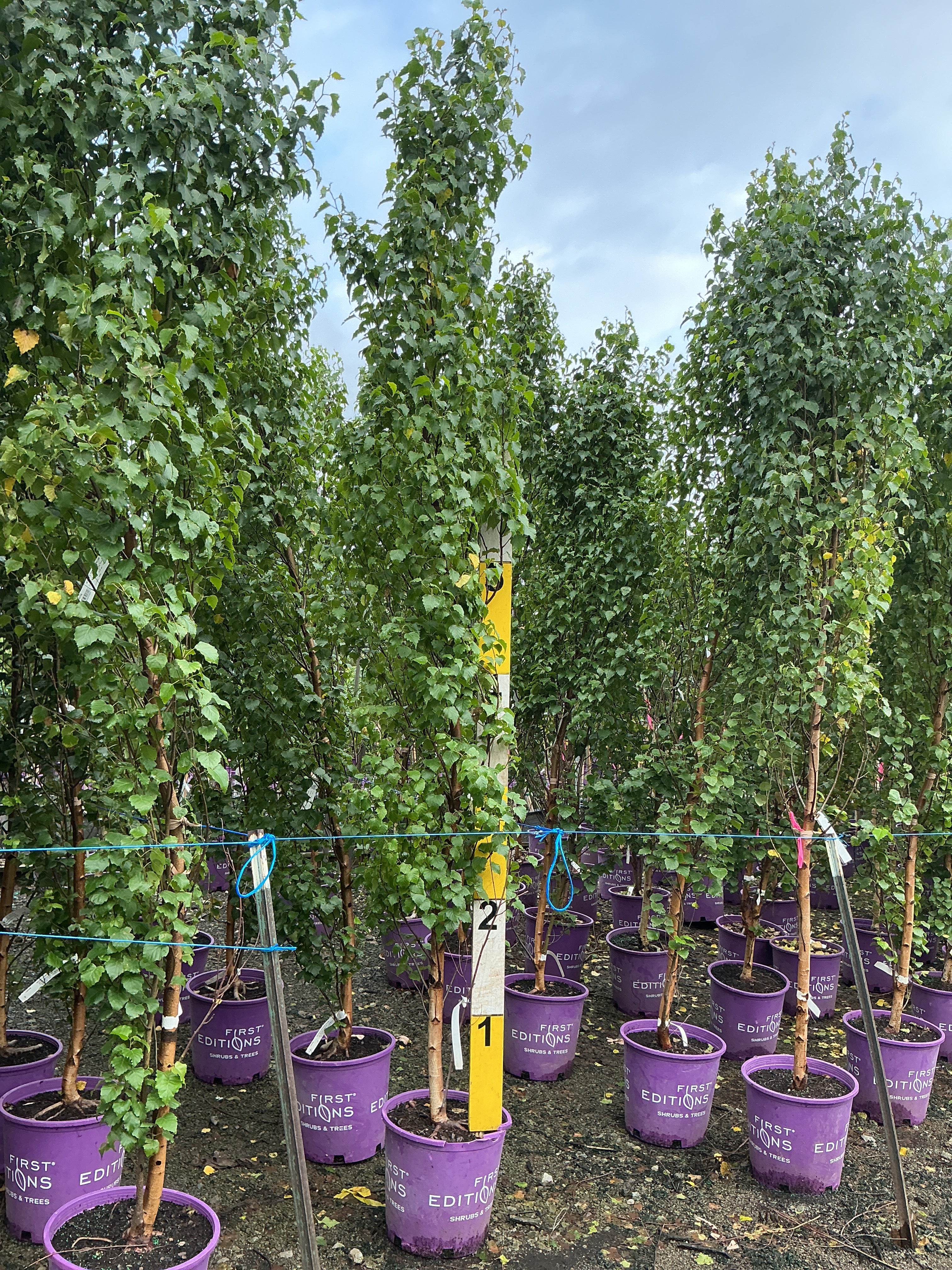 Betula platyphylla 'Parkland Pillar'