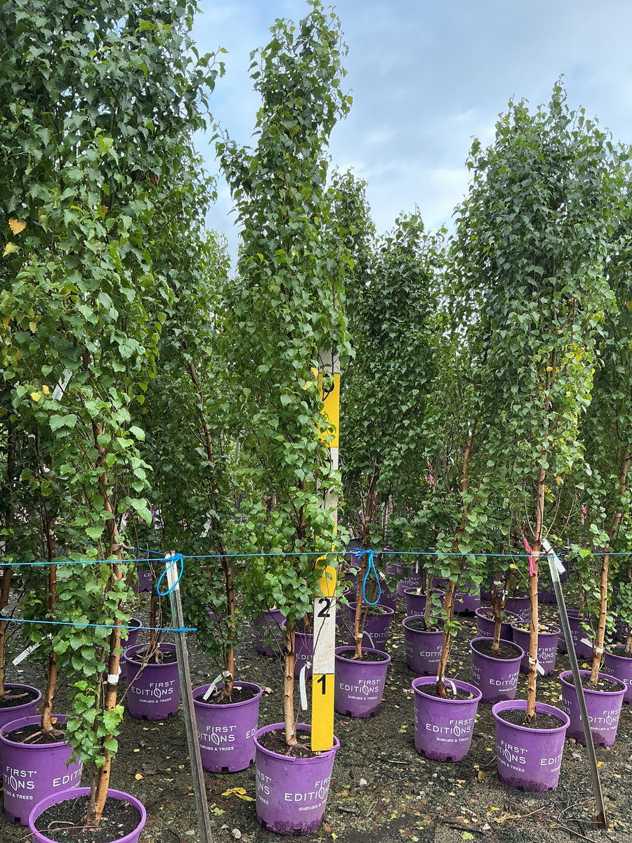Betula platyphylla 'Parkland Pillar' â€” G7 72-84