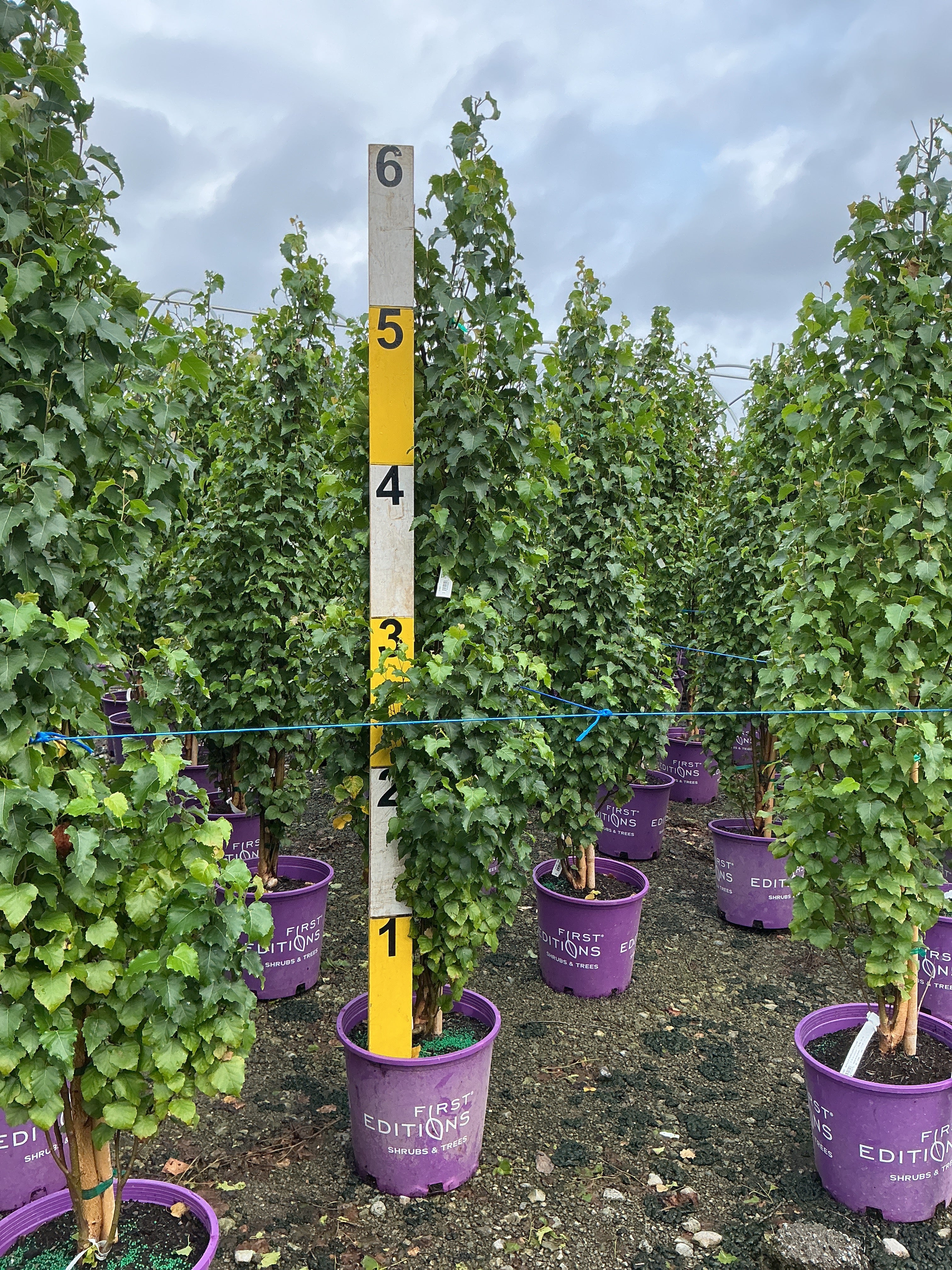 Betula platyphylla 'Parkland Pillar'