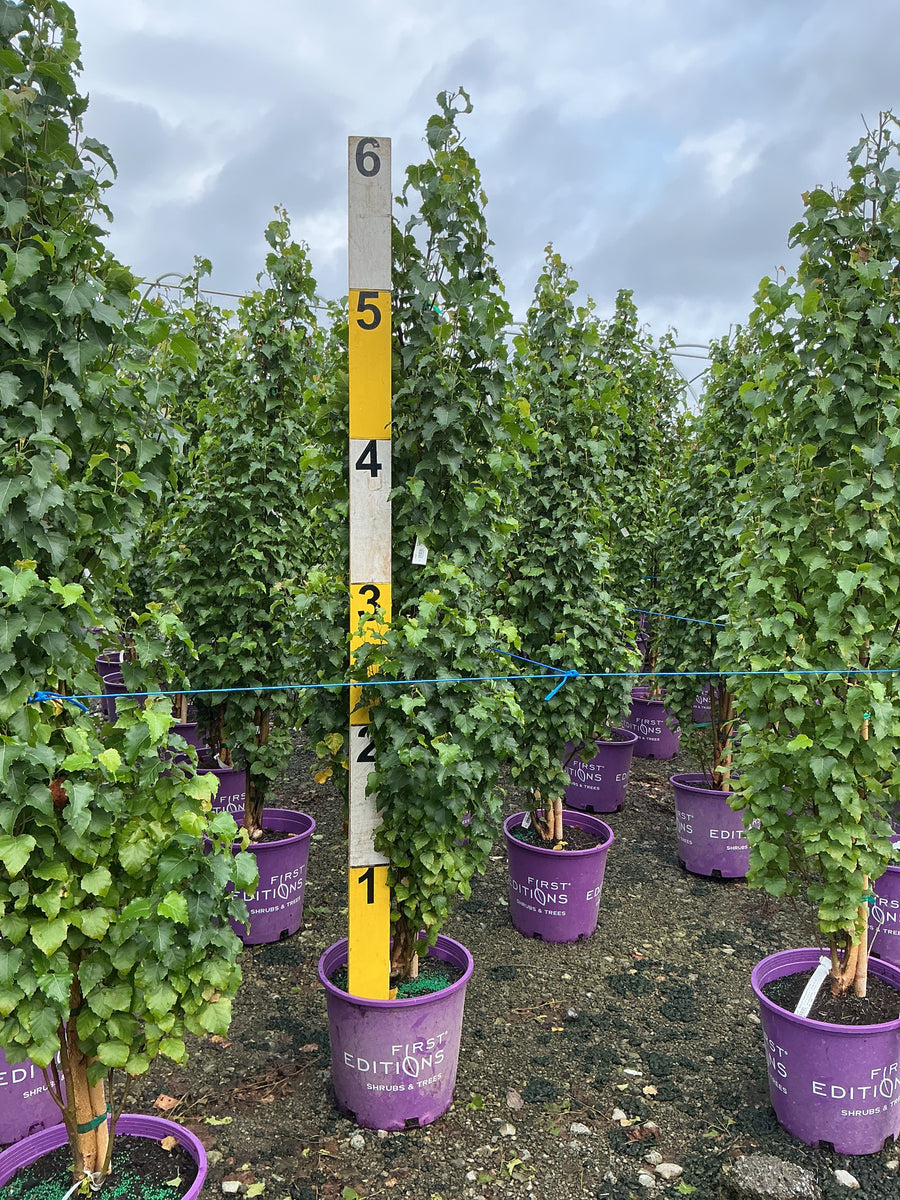 Betula platyphylla 'Parkland Pillar' â€” G7 60-72