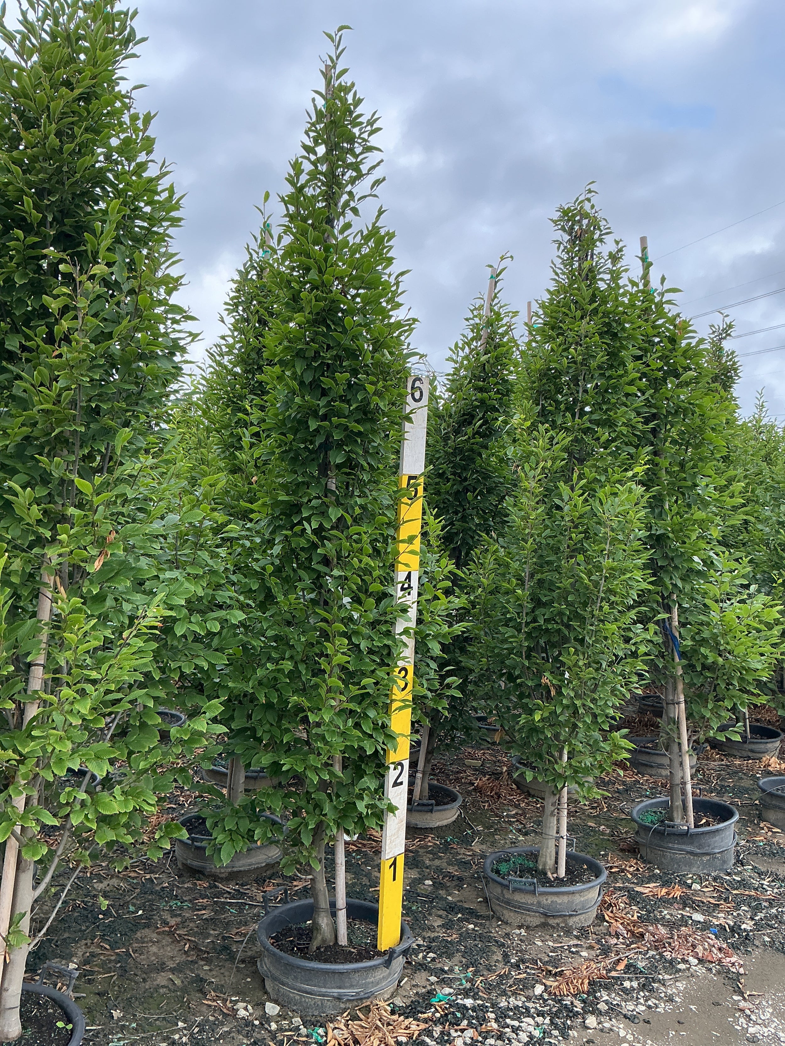 Carpinus betulus 'Columnaris'