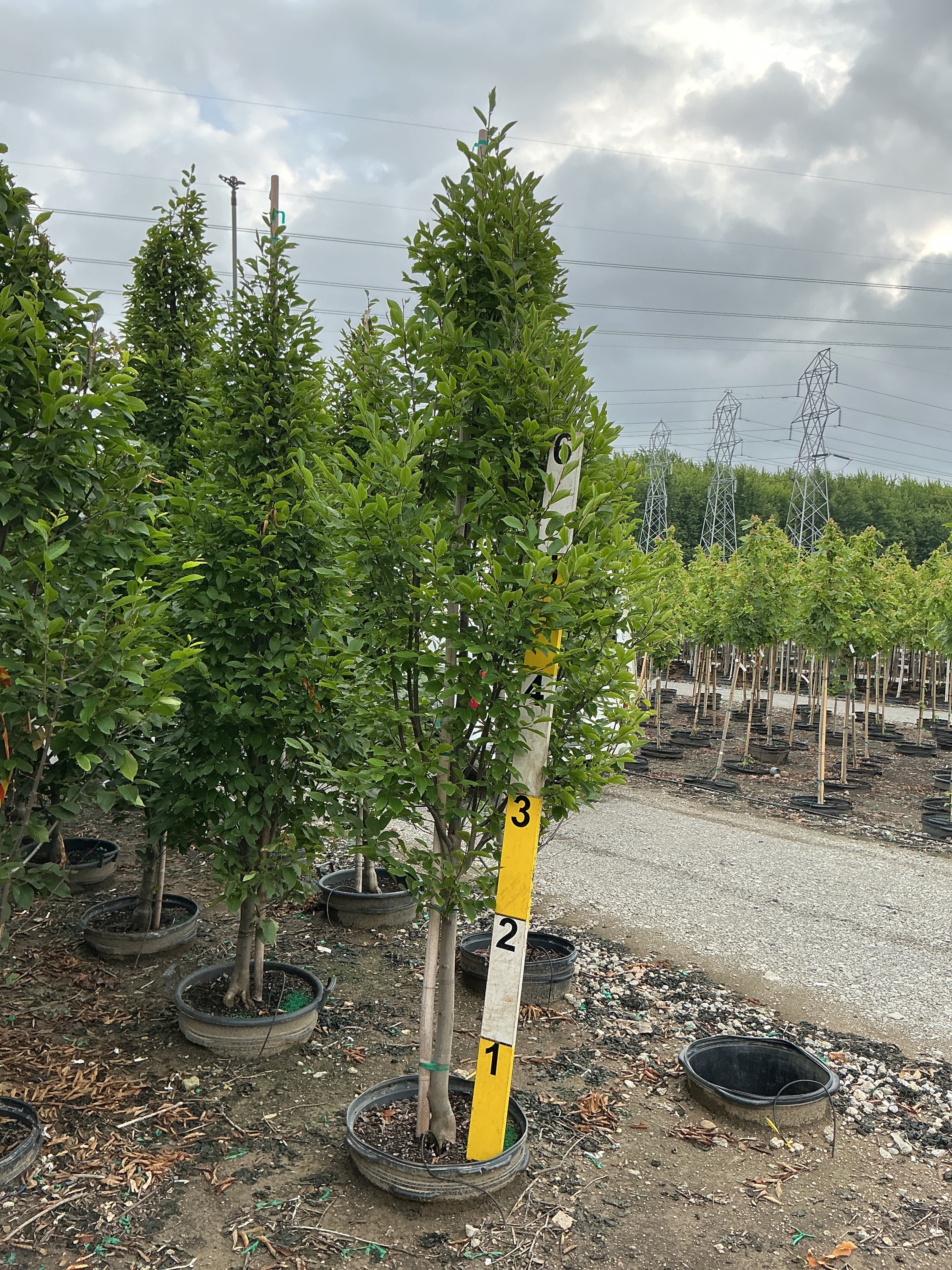 Carpinus betulus 'Columnaris'