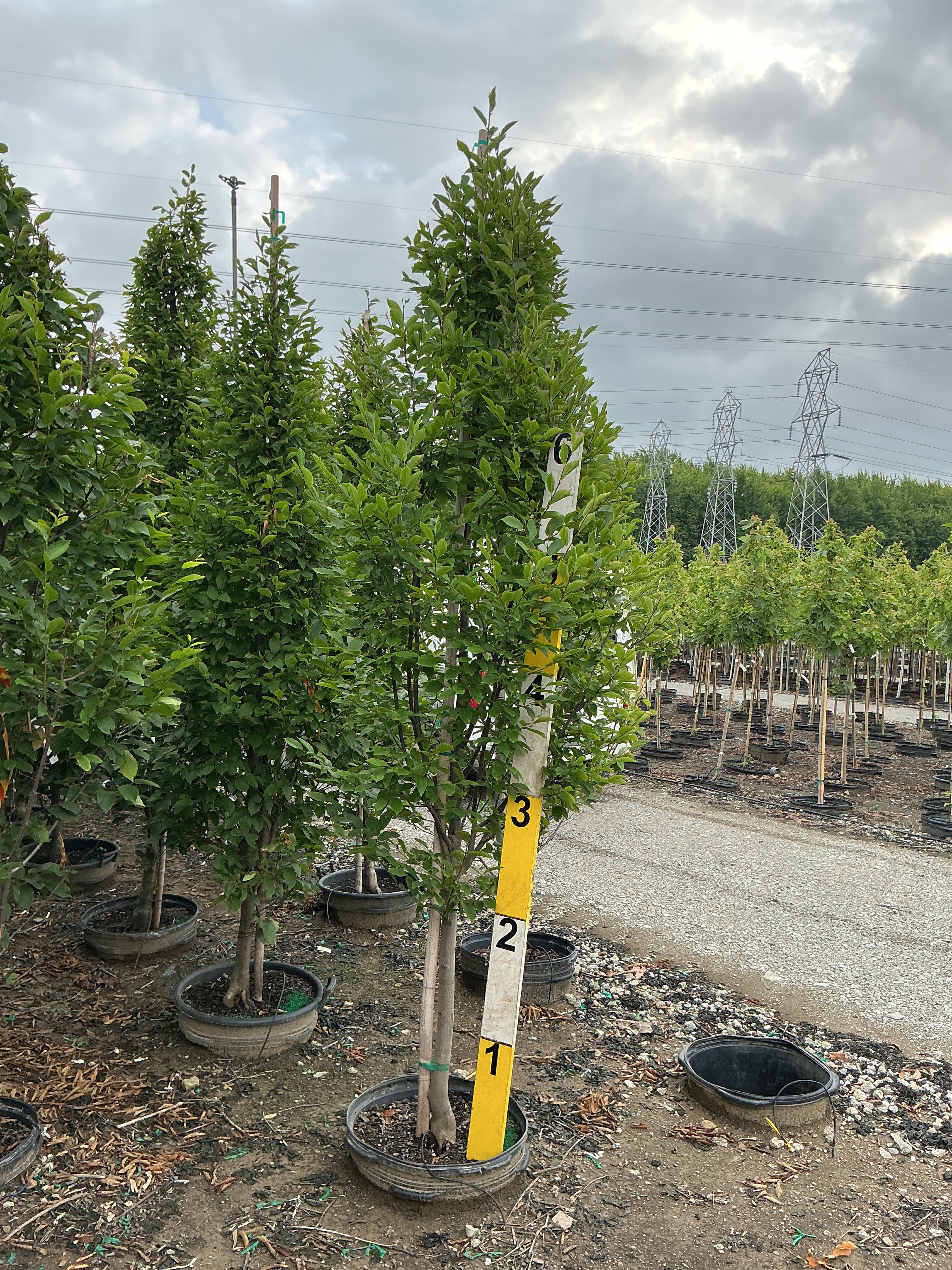 Carpinus betulus 'Columnaris'