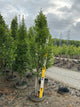 Carpinus betulus 'Columnaris'